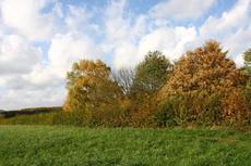 Herbststimmung-25-10-09 003.jpg